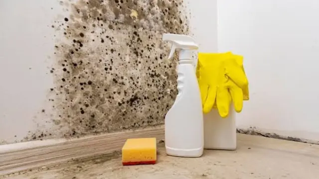 Gloved hand with a spray bottle and sponge cleaning mold on a wall