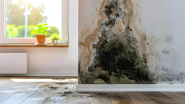 Mold growing on a wall corner near a window after water damage