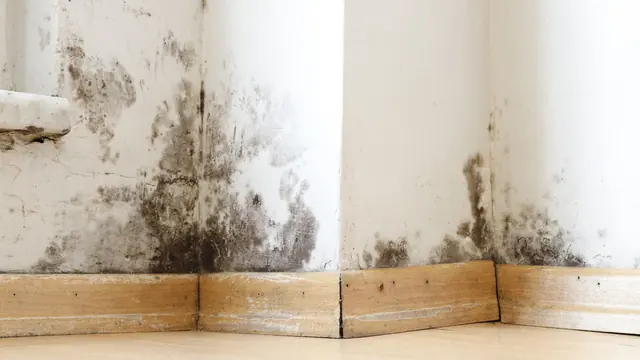 Mold on a wooden baseboard and wall corner